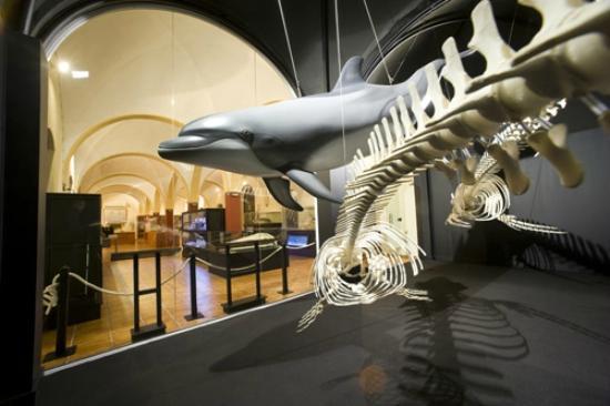 il Museo de Historia Natural