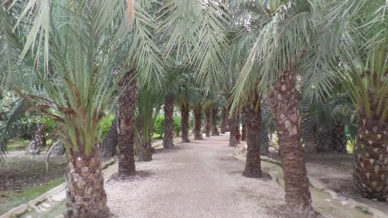 el Museo del Palmeral
