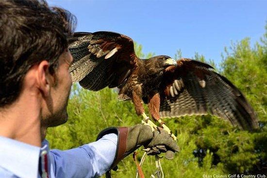 International School of Falconry Las Colinas